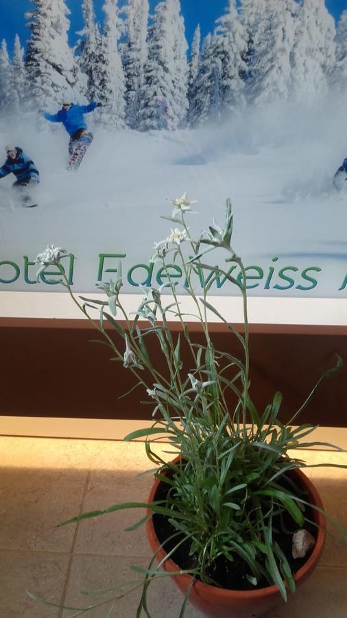 Vila Edelweiss Predeal Eksteriør billede